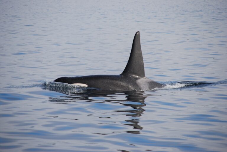 orca or killer whale
