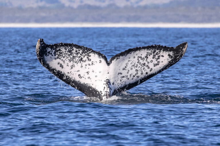 Whale tail 1
