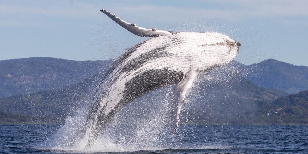 WhalewatchingByron bay