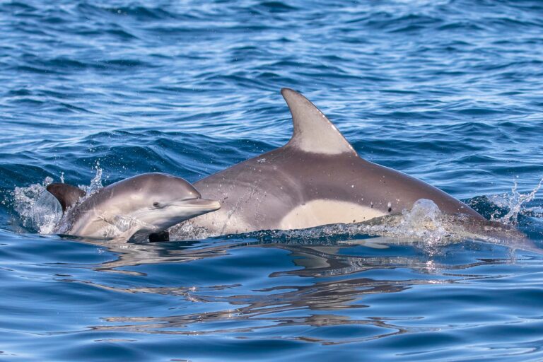 mother and calf dolphins swimming