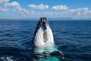 humpback whale spy hop