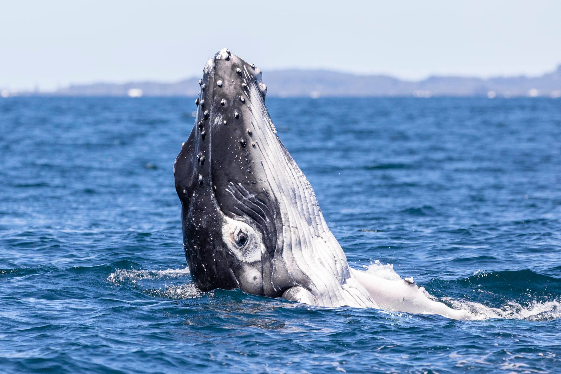 Wild Byron - Whale watching, Snorkelling in Byron bay