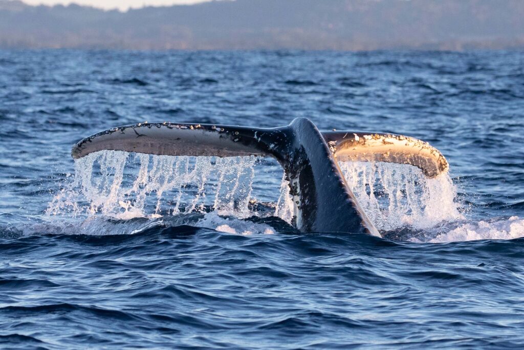 humpback whale fluke diving