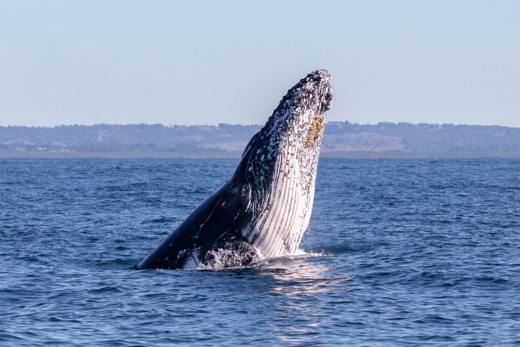 humpback whale head lunge