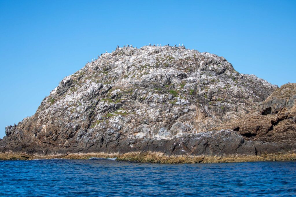 Birds at Julian Rocks