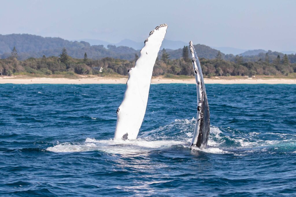 humpback whale pec slap