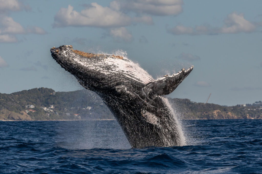 humpback whale breach