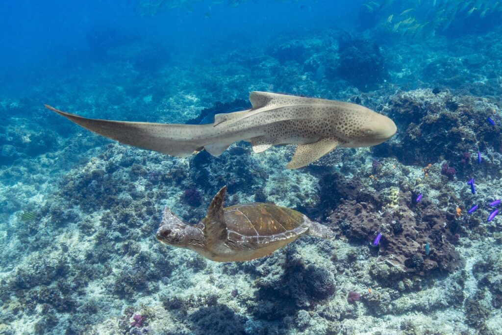 Leopard shark and green turtle