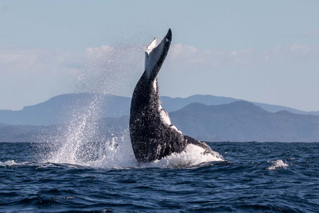 humpback whale tail slap