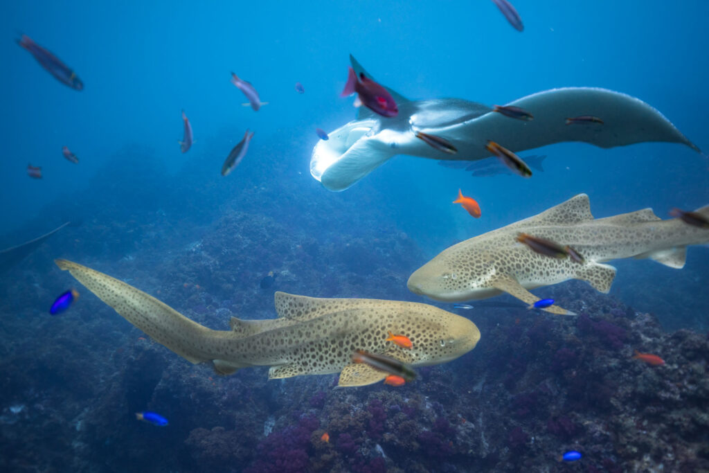 Manta ray and leopard sharks