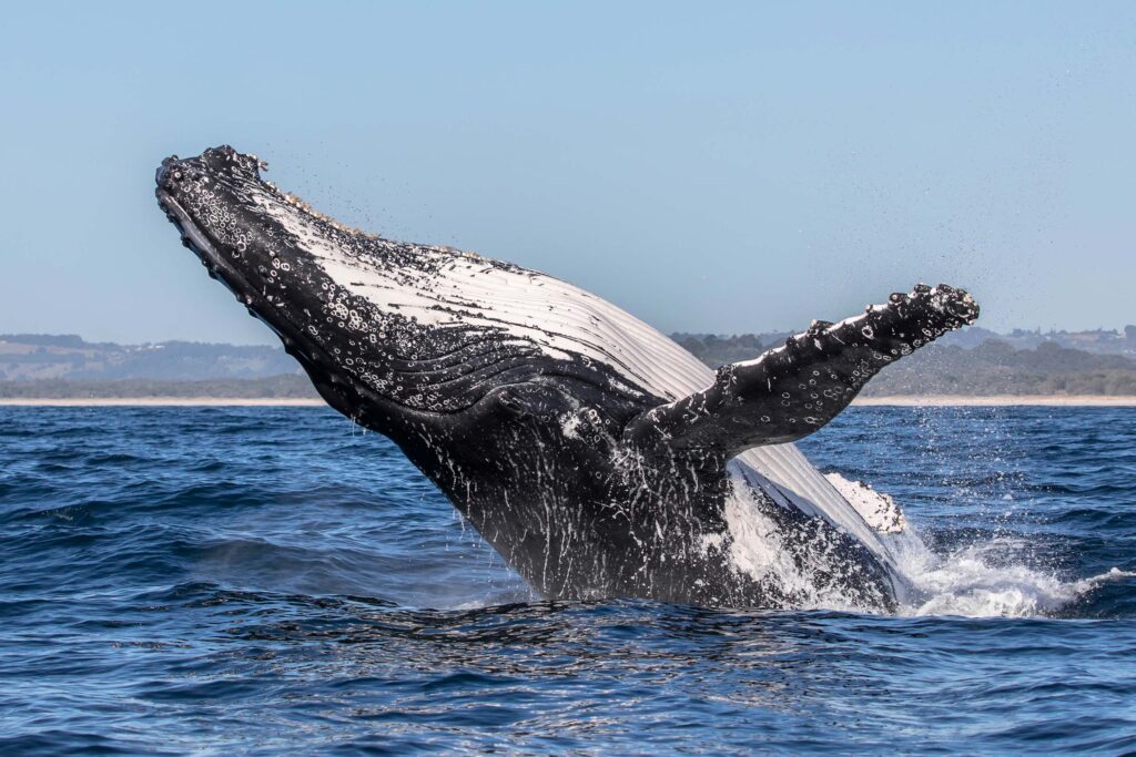 Humpback whale breaching