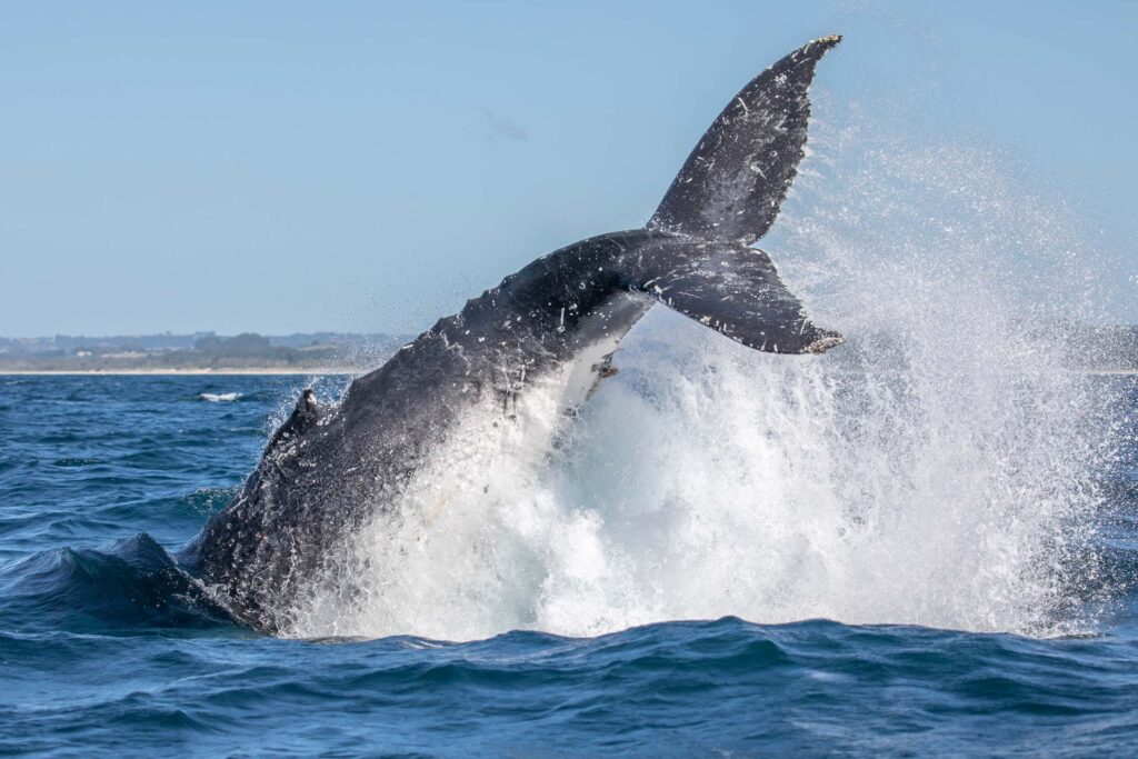 humpback whale tail throw