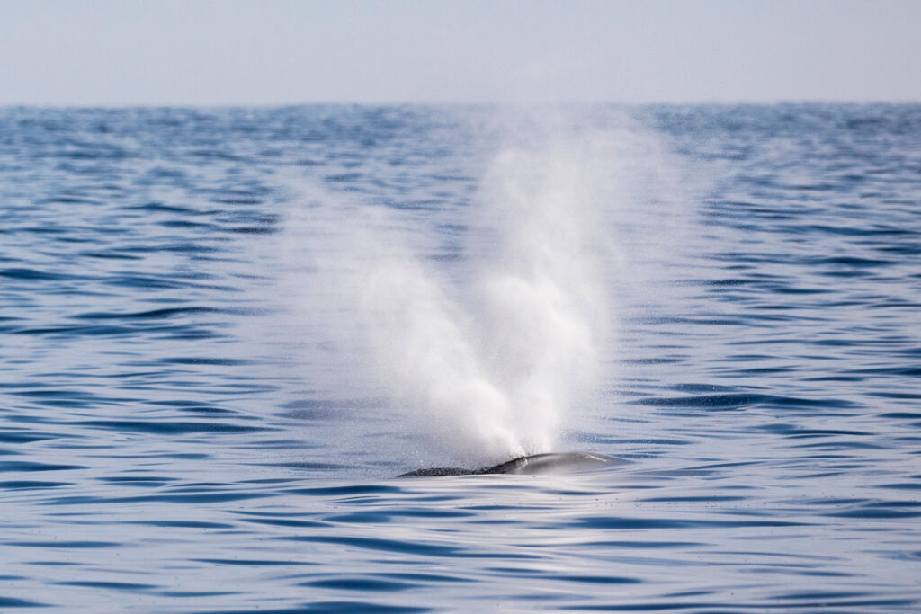 humpback whale blow