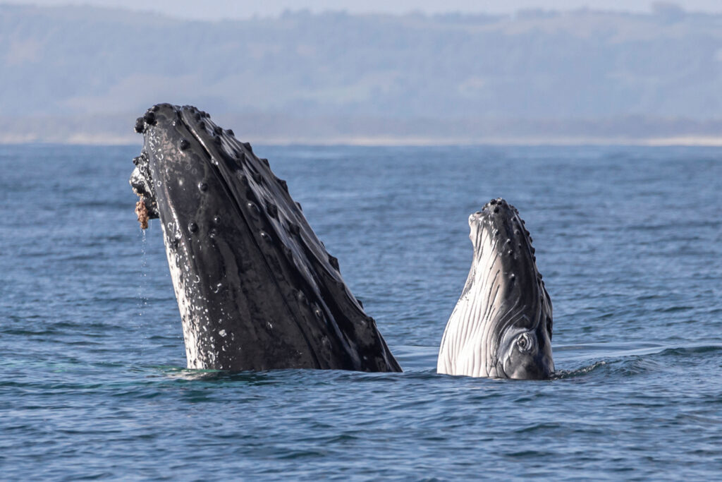 Spy hop from mother and calf humpback whales
