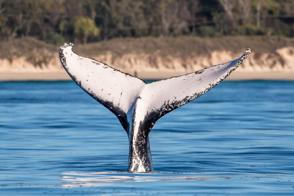 Humpback whale tail