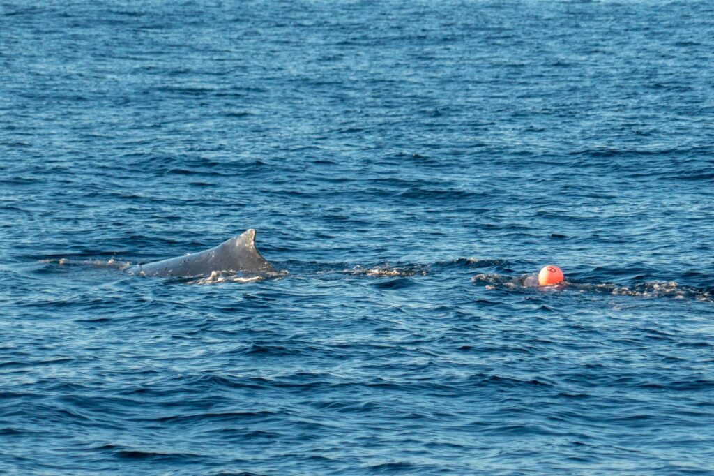 Humpback whale entangled