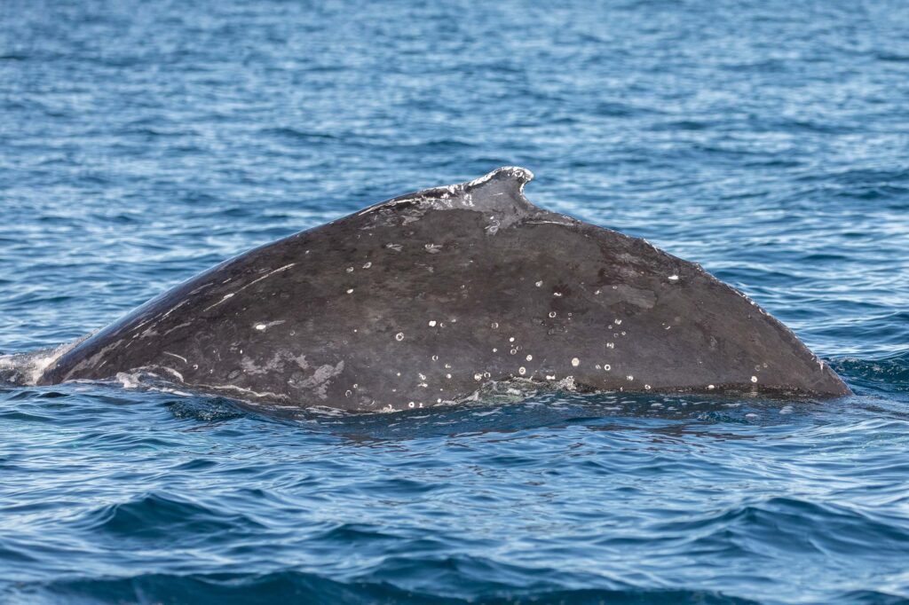 Humpback whale swimming