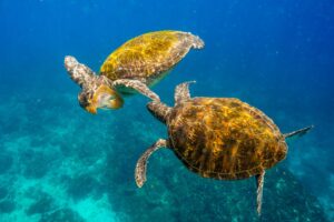 2 green turtles eating a jellyfish