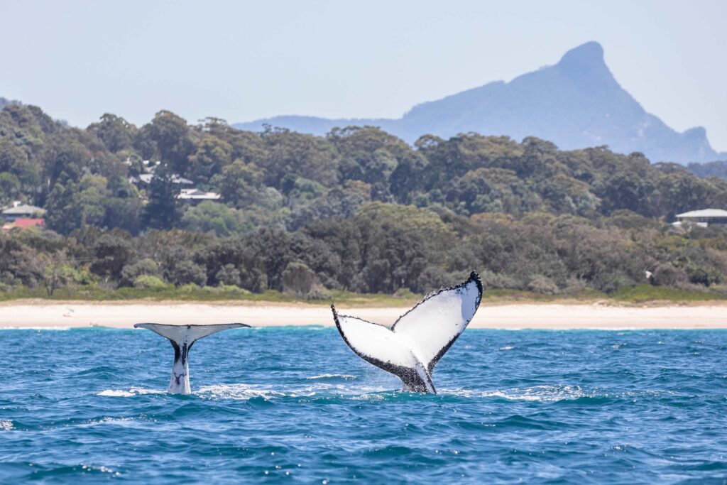 Humpback whale tails and Wollumbin