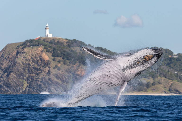 Humpback whale breaching in front of Byron Bay lighthouse